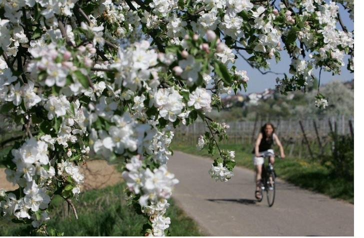 Radfahren zwischen blühenden Obstbäumen an der Bergstraße
